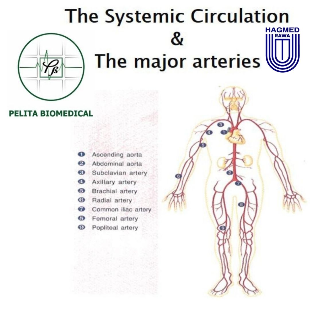 The Systemic Circulation